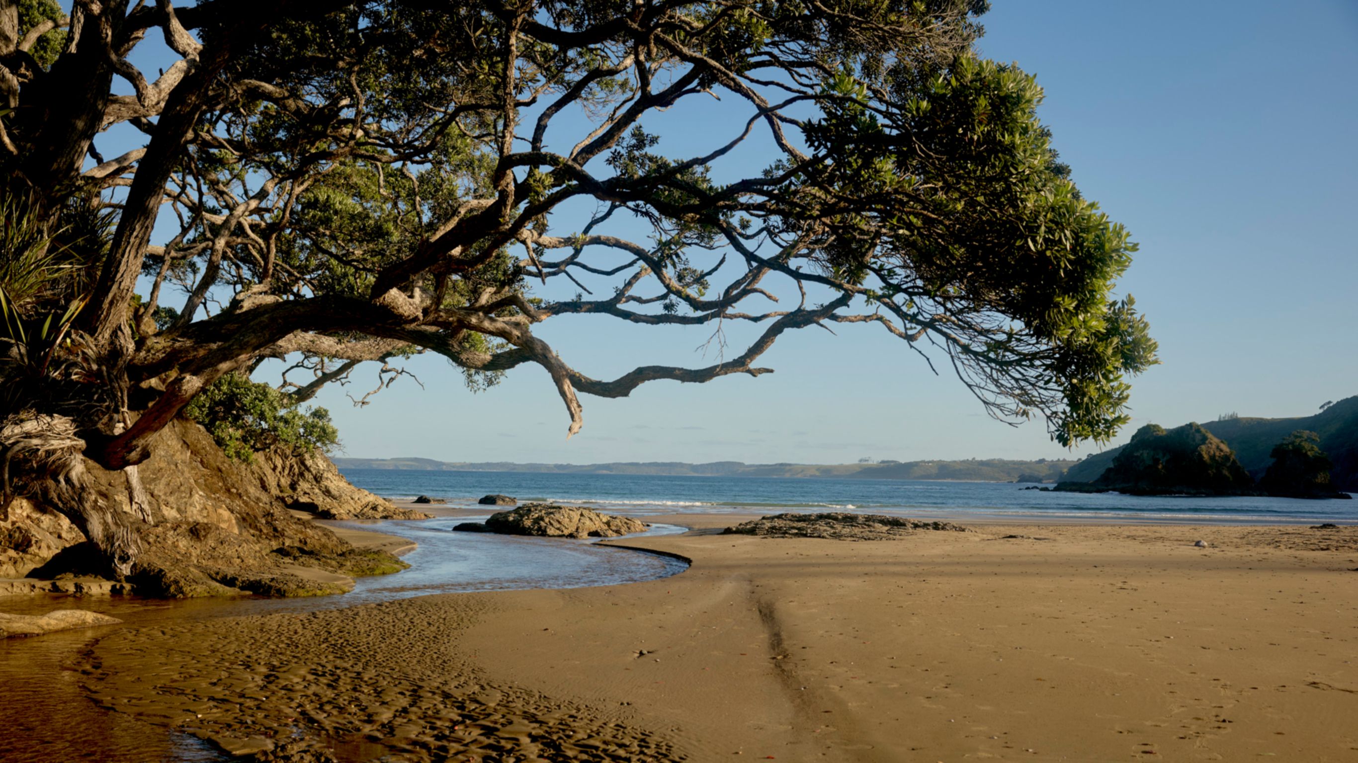Waiaua Bay a private white sand beach at Rosewood Kauri Cliffs, a Pohutukawa tree hangs above a stream flowing into the calm ocean. 